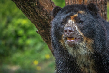  Close Up Portrait of a Spectacled Bear in a Forest Setting