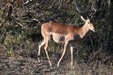 impala antelope in kruger national park