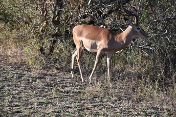 impala antelope in kruger national park © David