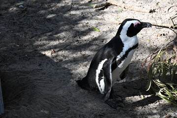 Obraz premium penguin on the rocks