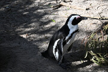 Fototapeta premium penguin on the rocks