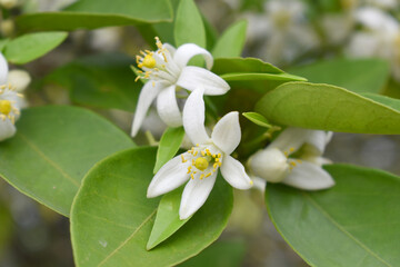 Blossoming orange tree flowers, orange blossoms, Spring harvest, closeup of Orange tree branches with flowers and leaves, buds and leaves, white little flower closeup, Chakwal, Punjab, Pakistan