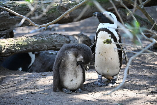 penguin on the rocks