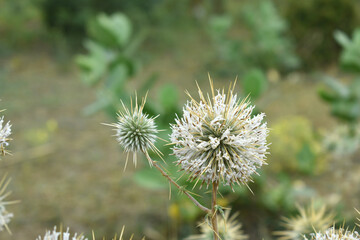 Echinops sphaerocephalus, Echinops sphaerocephalus known as Great Globe Thistle or Pale Globe Thistle, A summer plant in the wild in a meadow, Wild flower with thorns and spines bloomed