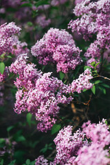 Vibrant lilac blooms in a lush garden during springtime