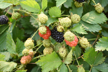 Natural food - fresh ripe and unripe blackberries in a garden. Bunch of ripe and unripe blackberry fruit on branch with green leaves on a farm. Close-up, blurred background. Chakwal, Punjab, Pakistan