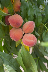 Fresh Ripe Peach fruits on a tree branch with leaves closeup, A bunch of ripe Peaches on a branch, Ripe delicious fruit peaches on the tree, Ripe sweet peach fruits grow on a peach tree branch