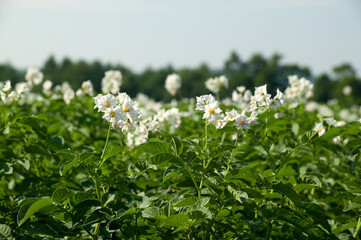 ジャガイモの花