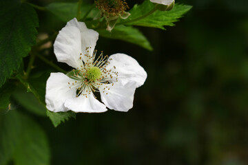 Blackberry flowers blooming in the garden, Beautiful in spring bloom garden. Blackberry bush with white flowers, Blossoming blackberry bush and bee, sunny spring day, Chakwal, Punjab, Pakistan