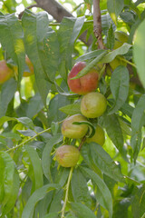 Fresh young unripe nectarine fruits on a tree branch with leaves closeup, A bunch of unripe...