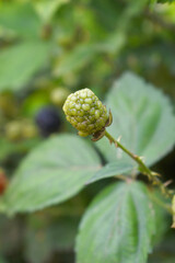 Natural food - fresh ripe and unripe blackberries in a garden. Bunch of ripe and unripe blackberry fruit on branch with green leaves on a farm. Close-up, blurred background. Chakwal, Punjab, Pakistan