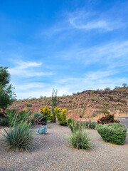Arizona city roadsides desert style xeriscaping with native yucca, agave, ocotillo and other drought tolerant plant