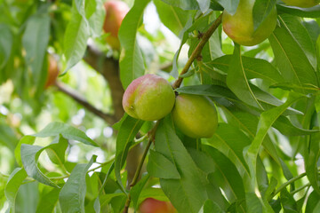Fresh young unripe nectarine fruits on a tree branch with leaves closeup, A bunch of unripe...