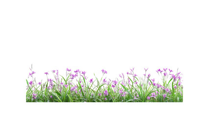 Vibrant Purple Flowers in Lush Green Grass Border