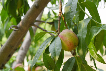 Fresh young unripe nectarine fruits on a tree branch with leaves closeup, A bunch of unripe...