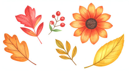 Obraz premium illustration of autumn flower, watercolor autumn flower isolated on white, watercolor flower 