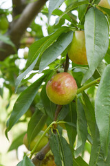 Fresh young unripe nectarine fruits on a tree branch with leaves closeup, A bunch of unripe...