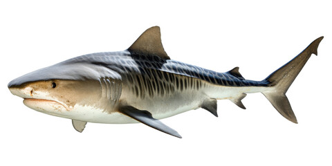 Majestic Tiger Shark A Detailed Look at this Powerful Predator