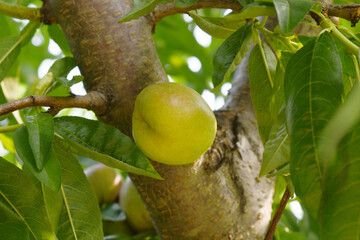 Fresh young unripe nectarine fruits on a tree branch with leaves closeup, A bunch of unripe...