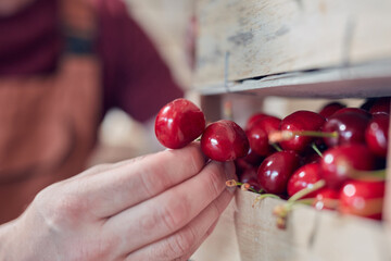 Farmer working and arranging freshly picked cherries in wooden crates.