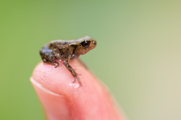 Cute tiny baby common toad (Bufo bufo) after leaving the spawning water on a human fingertip for size comparison. After the tadpole stage, the young animals migrate into the forest – highly endangered