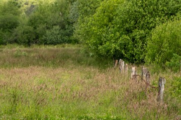 Old barbed wire fence separating lush meadow and forest