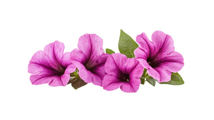 Obraz premium Vibrant Pink Petunia Flowers Isolated on Transparent Background