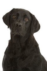 Fototapeta premium Labrador noir