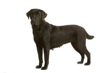 Labrador noir
