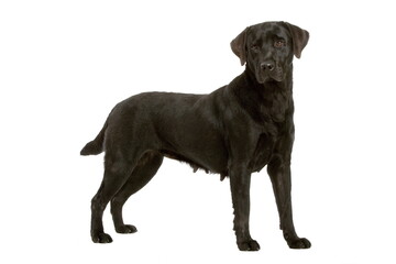 Labrador noir