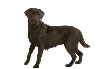 Labrador noir
