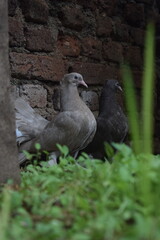 Two distinct pigeons, one light grey and one dark, stand side-by-side on a grassy patch against a rustic brick wall, both featuring feathered feet.