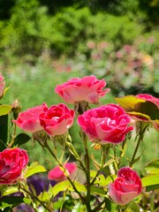 Close-up of vibrant flowers surrounded by lush green leaves in natural daylight, perfect for advertising creative poster design and botanical-themed artwork. emphasizing eco-friendly aesthetics