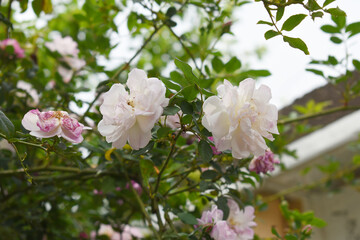 Rosa great maiden's blush white flower, Spring Flowering white Flower Heads on an Old English Rose (Rosa 'Great Maiden's Blush) with leaves, white double Alba rose Maiden's Blush flowers in a garden