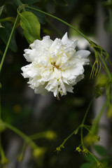 Rosa great maiden's blush white flower, Spring Flowering white Flower Heads on an Old English Rose (Rosa 'Great Maiden's Blush) with leaves, white double Alba rose Maiden's Blush flowers in a garden