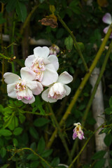Rosa great maiden's blush white flower, Spring Flowering white Flower Heads on an Old English Rose (Rosa 'Great Maiden's Blush) with leaves, white double Alba rose Maiden's Blush flowers in a garden