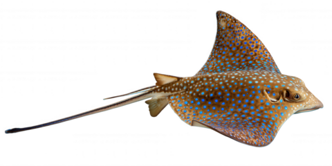 Stunning Blue-Spotted Ribbontail Ray A Detailed Look at This Aquatic Marvel