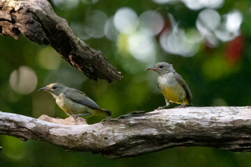 Red-throated flowerpeckers eating a banana