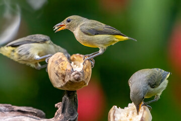 Red-throated flowerpeckers eating a banana