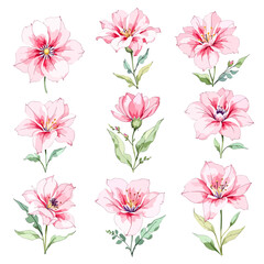 Pink peonies flowers set isolated white background. Watercolor botanical painting for floral design © Watercol