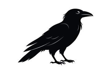 Obraz premium Beautiful black raven, crow in flight isolated on white background