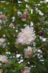 Rosa great maiden's blush pink white flower, Spring Flowering Soft pink white Flower Heads on an Old English Rose (Rosa 'Great Maiden's Blush) with leaves, Pink double Alba rose Maiden's Blush flowers