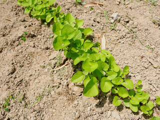 畑で育てているごぼうの苗　農業