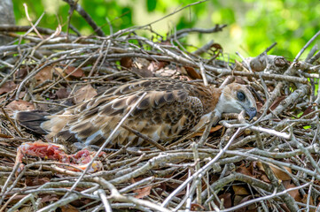 Changble hawk eagle 