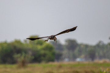 Heron in flight