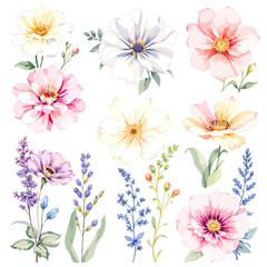 Set of watercolor flowers on white background