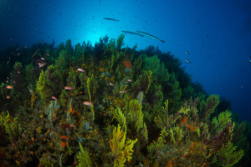 Barrakudas über einer Wand von Gorgonien