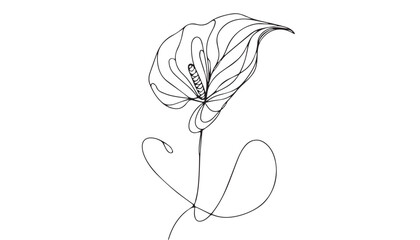 Continuous one single minimal line drawing Calla lily flower
