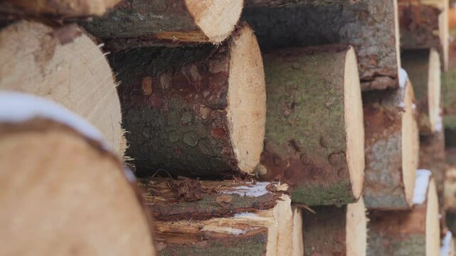 Logs stacked in a pile - side closeup