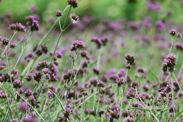 Blooming lavender and pink flowers blanket the field, showcasing nature's vibrant summer beauty